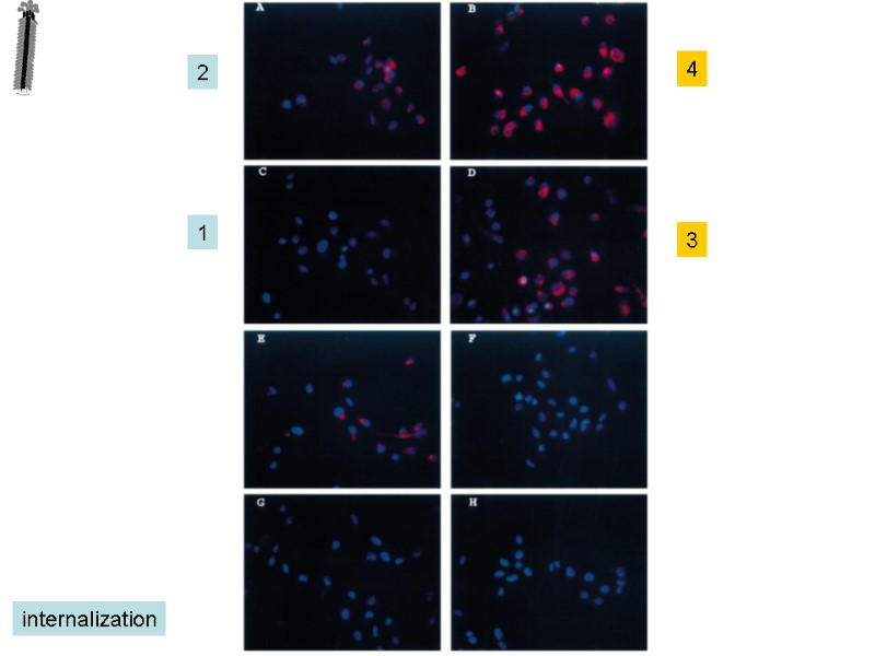 2 4 1 3 internalization
